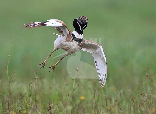 Tijdens de balts maakt het mannetje Kleine Trap spectaculaire luchtsprongen. stock-image by Agami/Jacques van der Neut,