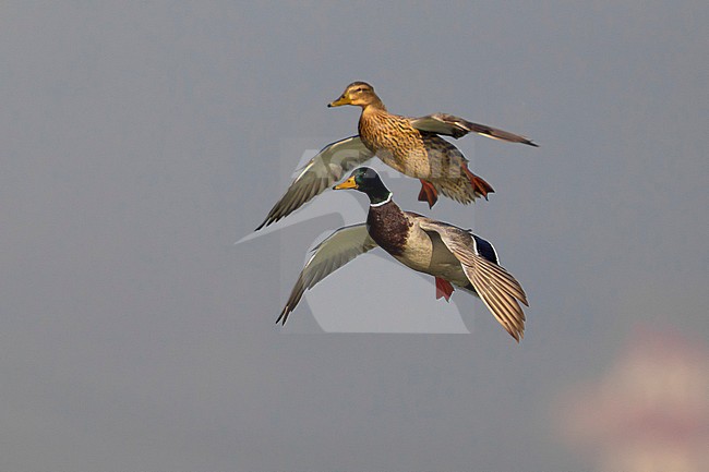 Wilde Eend, Mallard, Anas platyrhynchos stock-image by Agami/Daniele Occhiato,