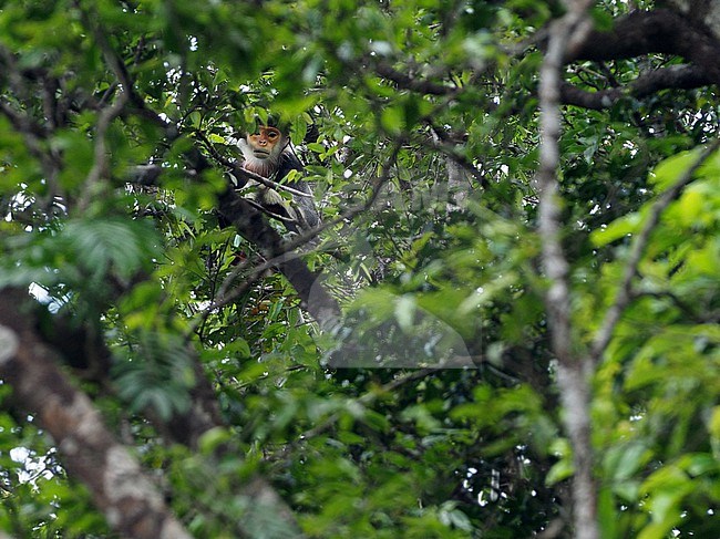 Red-shanked douc (Pygathrix nemaeus) in Vietnam. stock-image by Agami/James Eaton,