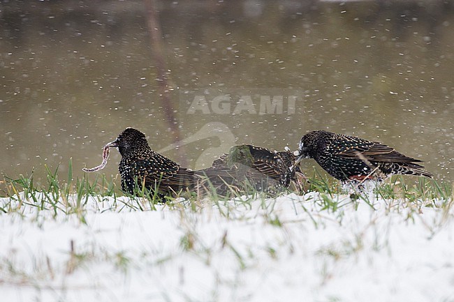 Spreeuw, Common Starling, Sturnus vulgaris group foragin in snow in blizzard stock-image by Agami/Menno van Duijn,