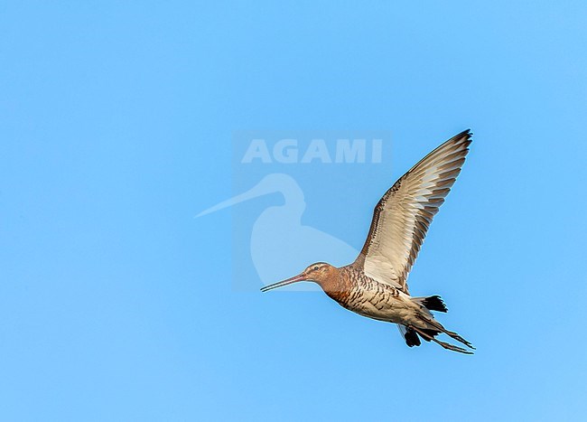 Black-tailed Godwit (Limosa limosa) in the Netherlands. stock-image by Agami/Marc Guyt,