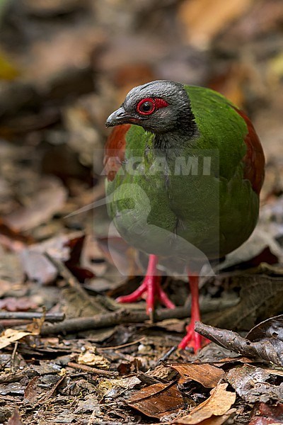 Crested Partridge (Rollulus rouloul) On the forest floor in Borneo stock-image by Agami/Dubi Shapiro,