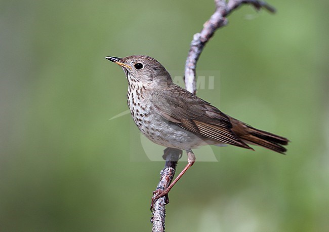 Grey-cheeked Thrush (Catharus minimus) male taken the 06/06/2022 at Nome - Alaska - USA stock-image by Agami/Aurélien Audevard,