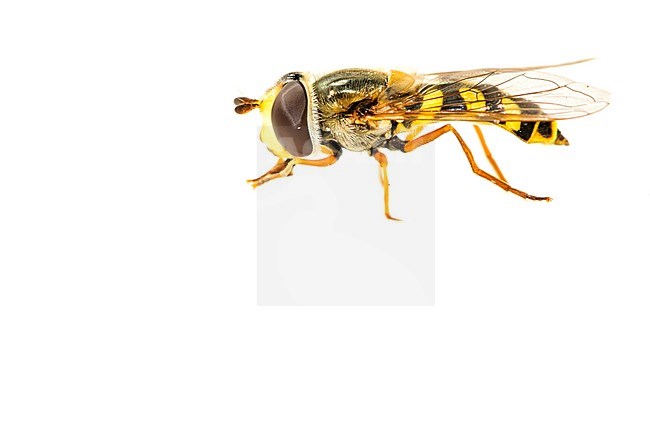 Migrant Hoverfly, Eupeodes corollae stock-image by Agami/Wil Leurs,
