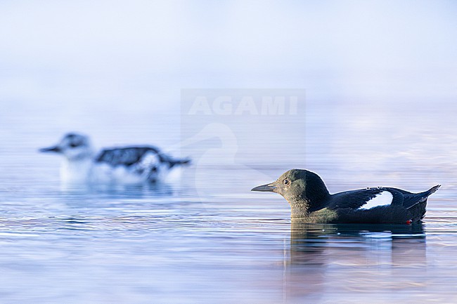  stock-image by Agami/Menno van Duijn,