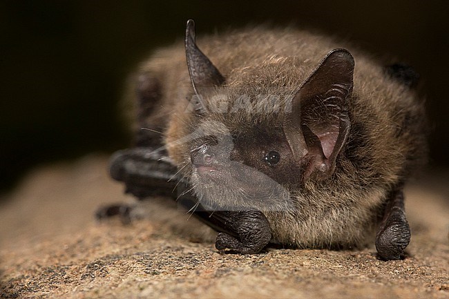 Brandt's bat, Myotis brandtii stock-image by Agami/Theo Douma,