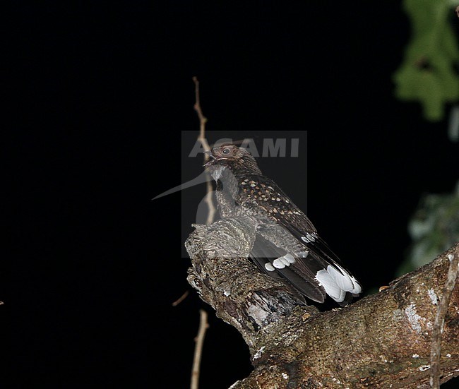 The Mees's nightjar (Caprimulgus meesi) is a member of the nightjar family (Caprimulgidae) described as new to science in 2004. It is found on Flores and Sumba, Indonesia. stock-image by Agami/James Eaton,