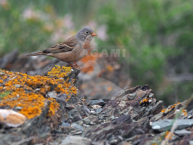 Adult male Grey-necked Bunting, Emberiza buchanani, Kazakstan. stock-image by Agami/James Eaton,