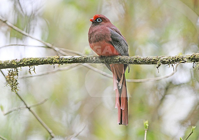 Male Ward’s Trogon, Harpactes wardi, in India. Perched on a branch in canopy of montane forest. stock-image by Agami/James Eaton,