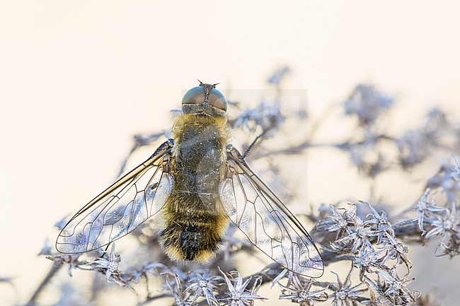 Villa hottentotta - Hottentotten-Fliege, Germany (Baden-Württemberg), imago, male stock-image by Agami/Ralph Martin,