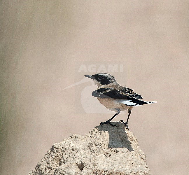 Adult male Eastern Black-eared Wheatear (Oenanthe hispanica melanoleuca) showing uppertail during autumn migration in Egypt. stock-image by Agami/Edwin Winkel,