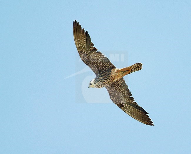 Second calendar year Eleonora's Falcon (Falco eleonorae) in flight over Cyprus. It shows almost complete juvenile wing and tail. The underparts are moulted and show adult markings. Central primaries are moulted, and are almost dark. stock-image by Agami/Dick Forsman,