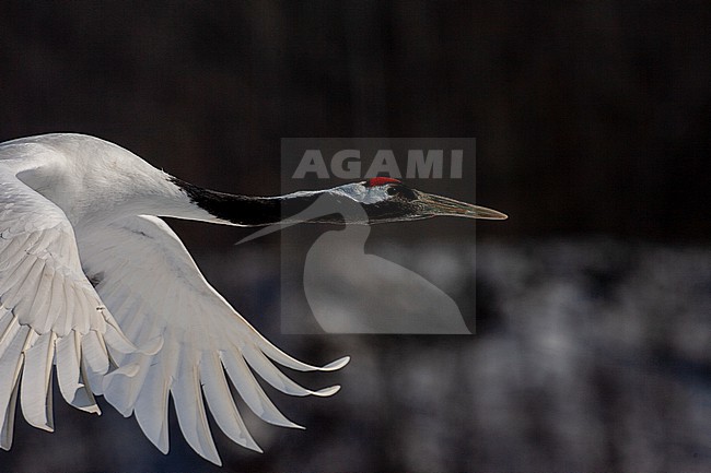 Endangered Red-crowned Crane (Grus japonensis) on Hokkaido in Japan during winter. stock-image by Agami/Marc Guyt,
