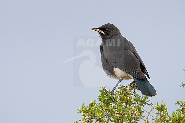 Pied Starling (Lamprotornis bicolor),  juvenile perched on a bush, Western Cape, South Africa stock-image by Agami/Saverio Gatto,
