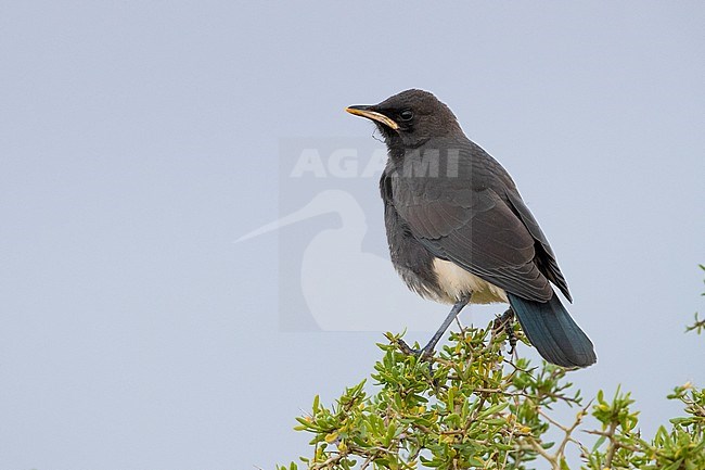 Pied Starling (Lamprotornis bicolor),  juvenile perched on a bush, Western Cape, South Africa stock-image by Agami/Saverio Gatto,