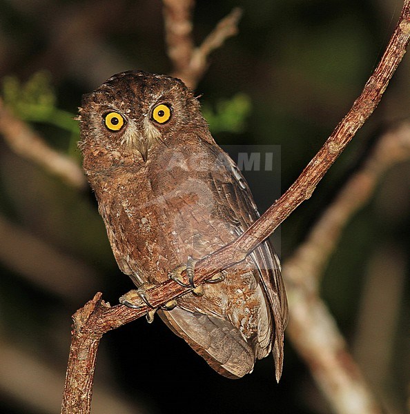 Enggano scops owl (Otus enganensis) at night in rain forests of Sumatra in Indonesia. stock-image by Agami/Pete Morris,