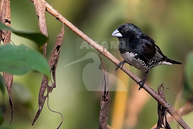 Male Black-and-white Mannikin (Lonchura bicolor) perched on a branch in Angola. A species of estrildid finch found in western and central Africa. stock-image by Agami/Dubi Shapiro,