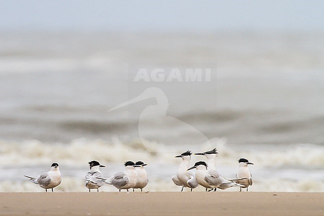 Flock of Sandwich Terns on spring migration resting and displaying on the north sea beach in their summer plumage. stock-image by Agami/Menno van Duijn,