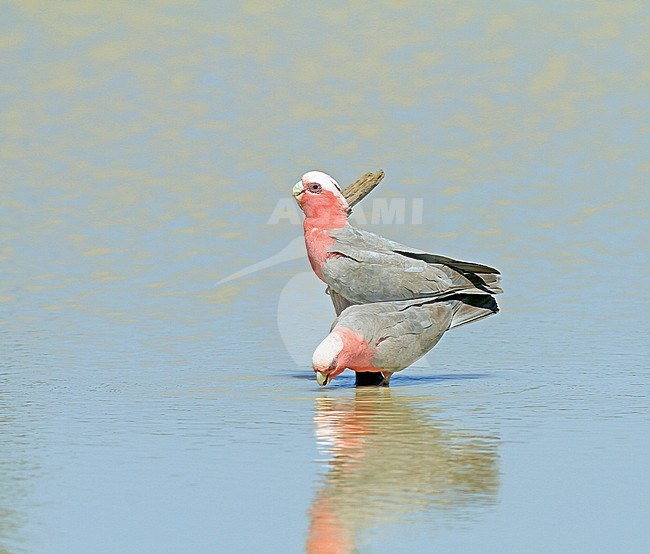  stock-image by Agami/Pete Morris,