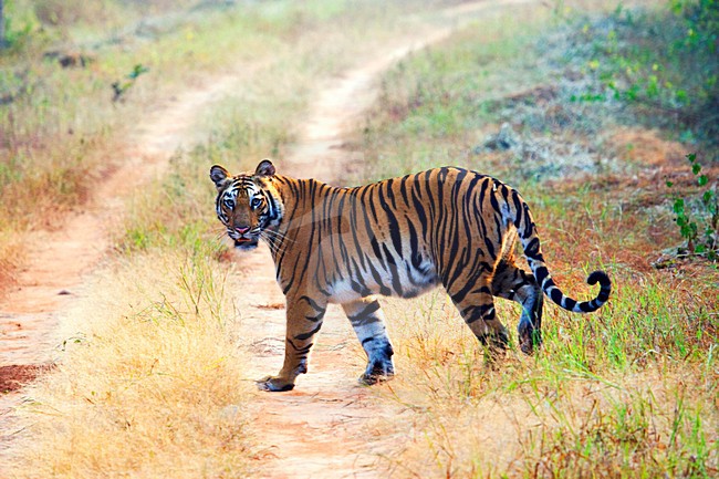  Female Bengal Tiger on the road in Bandhavgarh National Park, India stock-image by Agami/Marc Guyt,