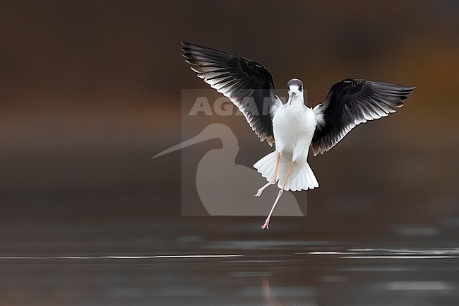 Black-winged Stilt (Himantopus himantopus) in Italy. stock-image by Agami/Daniele Occhiato,