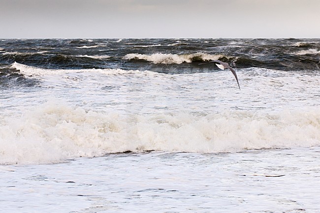 stormachtig weer Noordzeekust met hoogwater  gale on the North Sea coast with high water level stock-image by Agami/Rob Riemer,