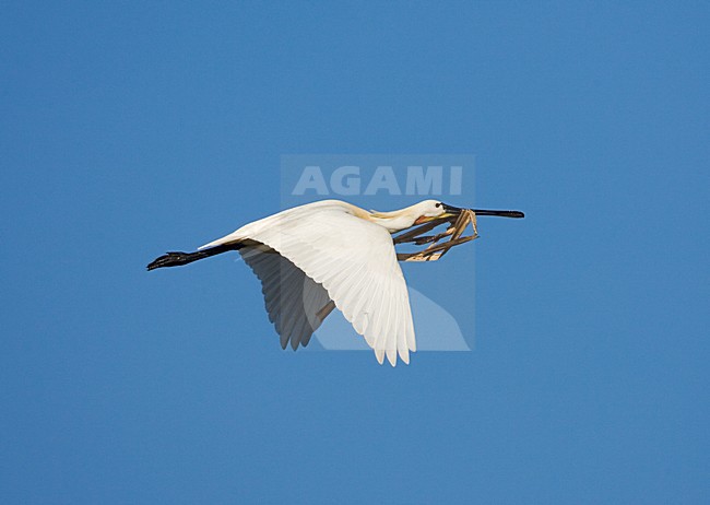 Eurasian Spoonbill Flying; Lepelaar vliegend stock-image by Agami/Marc Guyt,