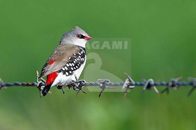 Diamond Firetail (Stagonopleura guttata) in Australia. stock-image by Agami/Dani Lopez-Velasco,