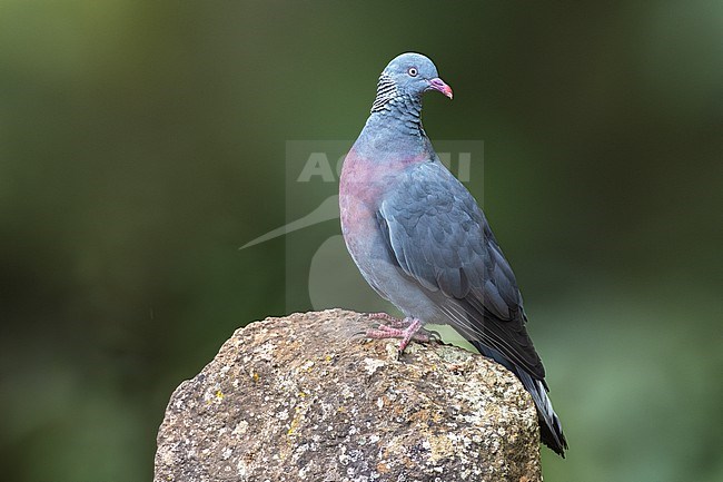 Trocaz Pigeon, Columba trocaz, on Madeira, Portugal. stock-image by Agami/Daniele Occhiato,