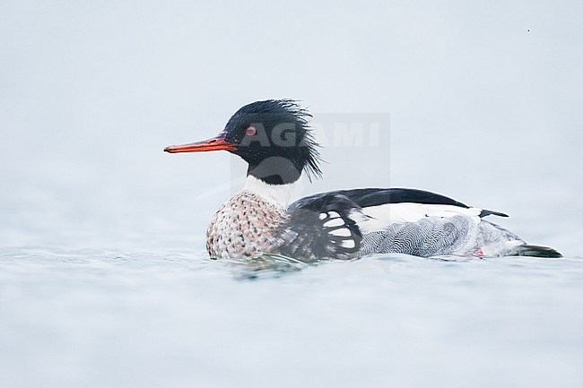 Red-breasted Merganser - Mittelsäger - Mergus serrator, Germany (Schleswig-Holstein), adult, male stock-image by Agami/Ralph Martin,