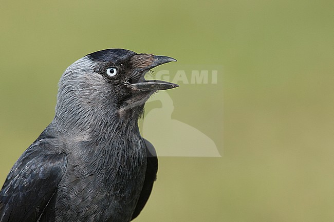 Western Jackdaw (Corvus monedula) searching coolness on a warm day in the Netherlands. Breathing with its beak wide open. stock-image by Agami/Harvey van Diek,