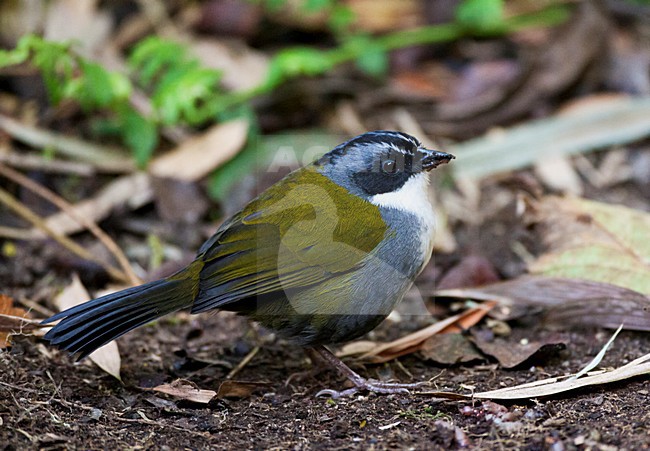 Grijsbrauwstruikgors zittend op de bosbodem; Gray-browed Brush-Finch sitting on the forest floor stock-image by Agami/Marc Guyt,