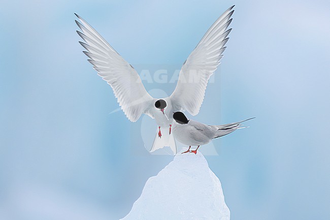 Arctic Tern (Sterna paradisaea), adult male  bringing a nuptial gift to the female, Southern Region, Iceland stock-image by Agami/Saverio Gatto,