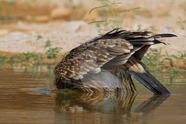 Juveniele Keizerarend bij drinkplaats; Juvenile Asian Imperial Eagle at water hole stock-image by Agami/Daniele Occhiato,