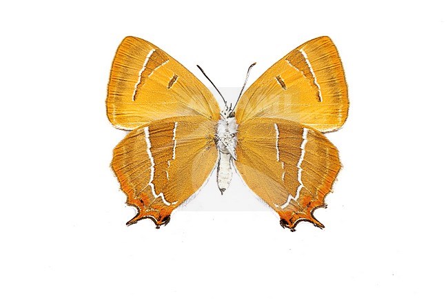 Brown Hairstreak, Sleedoornpage,, Thecla betulae stock-image by Agami/Wil Leurs,