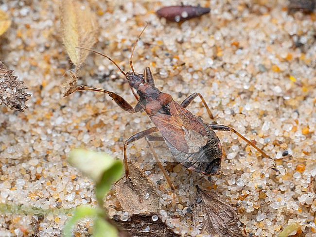 Himacerus mirmicoides stock-image by Agami/Arnold Meijer,
