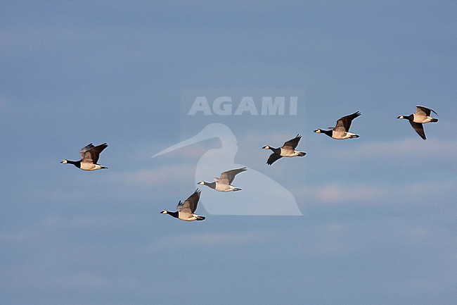 Barnacle Goose - Nonnengans - Branta leucopsis, Germany stock-image by Agami/Ralph Martin,