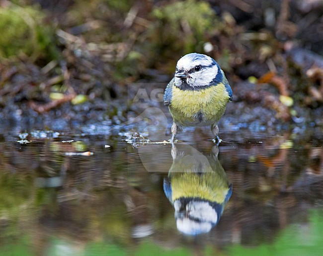 Pimpelmees staand in water, European Blue Tit perched in water stock-image by Agami/Roy de Haas,