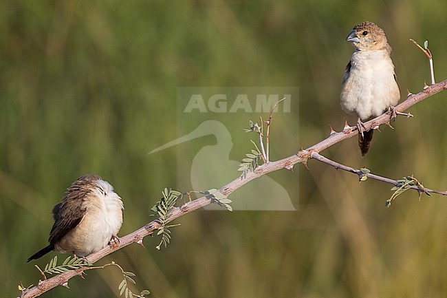 Indian Silverbill, Euodice malabarica, wintering in Oman. stock-image by Agami/Sylvain Reyt,