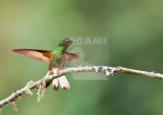 Bruinstaart-hoornkolibrie, Buff-tailed Coronet, Boissonneaua flavescensa stock-image by Agami/Marc Guyt,