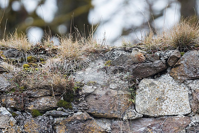 Alpine Accentor (Prunella collaris collaris) perched on a rocky wall stock-image by Agami/Ralph Martin,