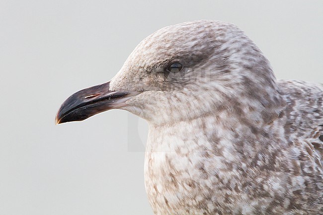 Herring Gull, Larus argentatus first winter portrait see from the side stock-image by Agami/Menno van Duijn,