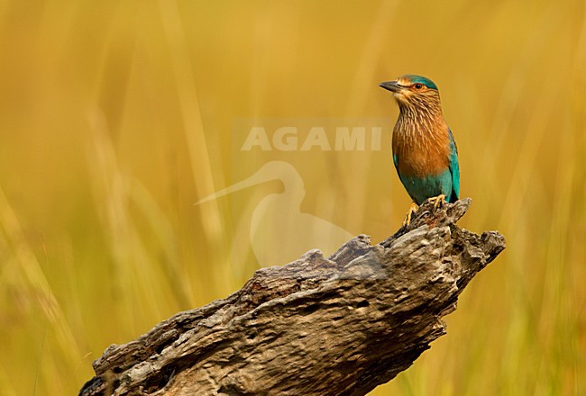 Indische Scharrelaar, Indian Roller stock-image by Agami/Danny Green,