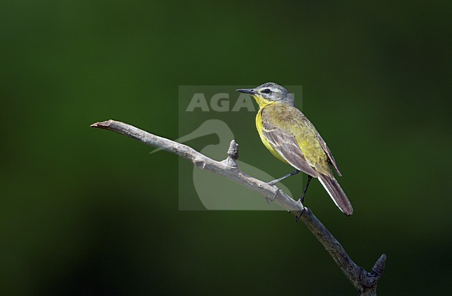 Gele Kwikstaart, Blue-headed Wagtail (Motacilla flava) Hungary May 2008 stock-image by Agami/Markus Varesvuo / Wild Wonders,