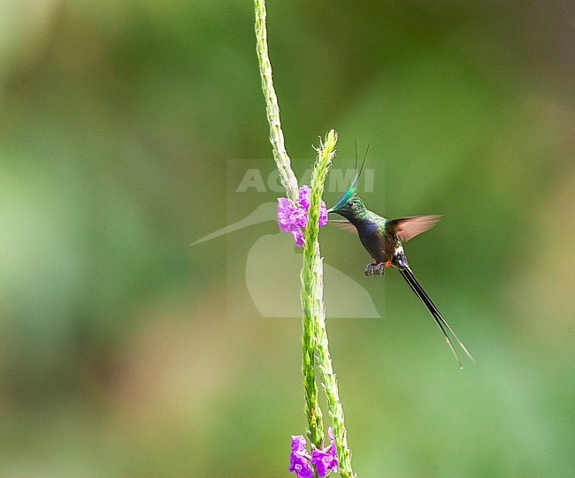 Adult male Wire-crested Thorntail (Discosura popelairii) feeding on flowers along the Manu Road, Peru. stock-image by Agami/Marc Guyt,