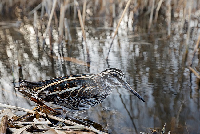 Jack Snipe; Lymnocryptes minimus stock-image by Agami/Chris van Rijswijk,