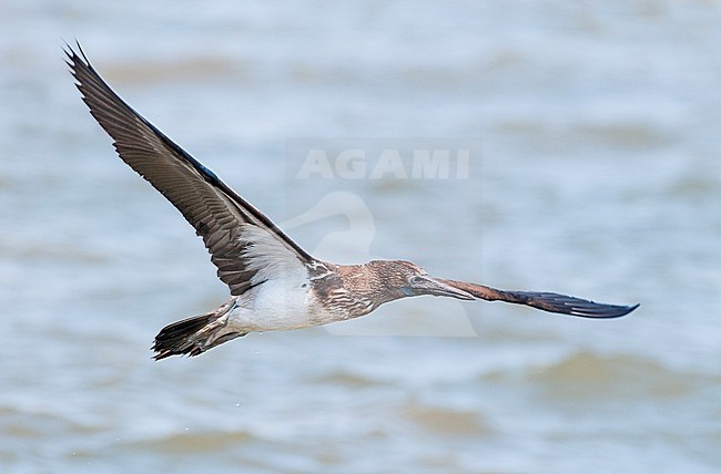 Juvenile Blue-footed Booby (Sula nebouxii) in flight, Paracas, Peru, South-America. stock-image by Agami/Steve Sánchez,