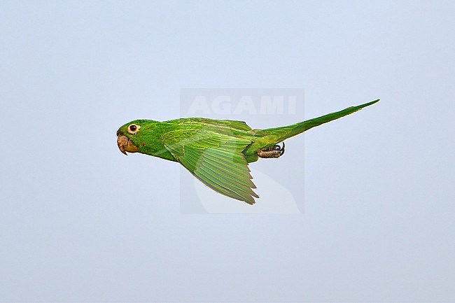 Young White-eyed Parakeet (Psittacara leucophthalmus) flying against a blue sky as a background, Bolivia stock-image by Agami/Tomas Grim,