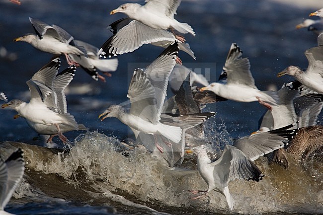 Zilvermeeuwen foeragerend, Herring Gull foraging stock-image by Agami/Menno van Duijn,