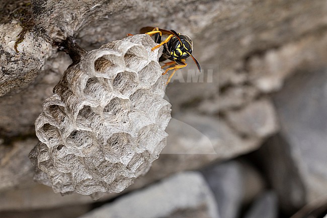 Polistes biglumis has no english name and the german name is best transleted to mountain field wasp, sitting on its combs with fresh layed eggs stock-image by Agami/Mathias Putze,